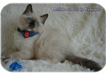 mâle seal point-mitted - Chatterie Ragdolls du Val de Beauvoir